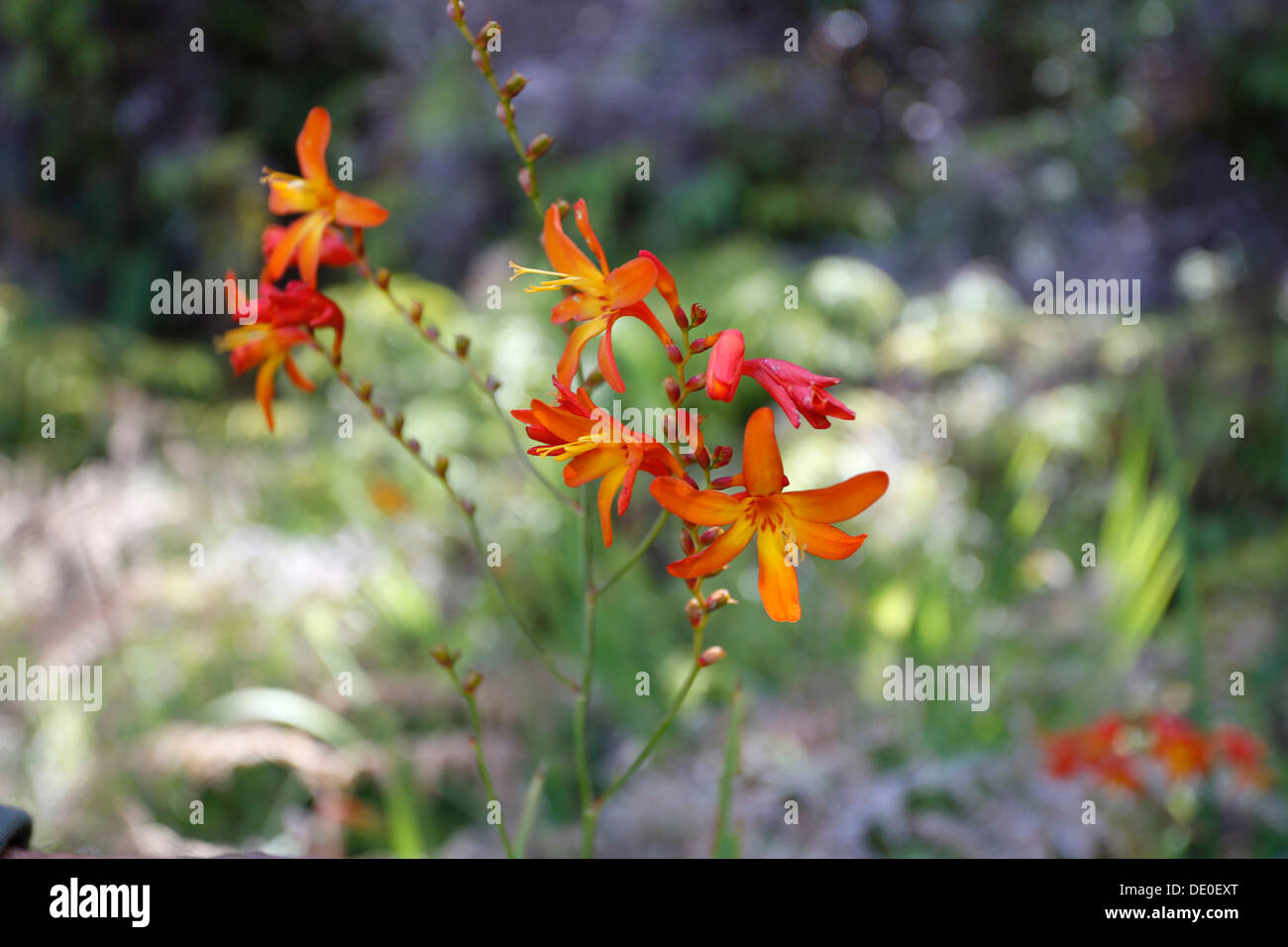 Montbretia (Crocosmia), invasive Pflanze in Hawaii, Big Island, Hawaii, USA Stockfoto