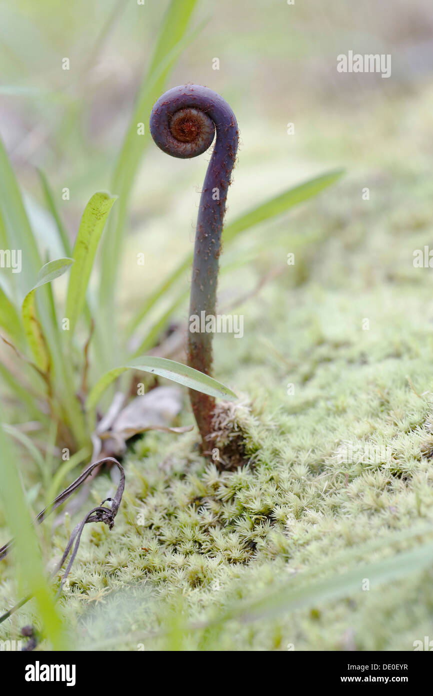 Alten Welt gegabelt, Farn, Uluhe Farn (Dicranopteris Linearis), Wedel, eine  einheimische Pflanze in Hawaii mit lila Rhizom Stockfotografie - Alamy