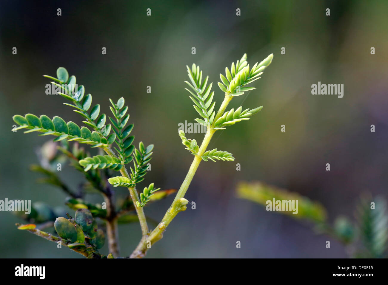 Junge Blätter von einem Koa Baum (Akazie Koa), Big Island, Hawaii, USA Stockfoto