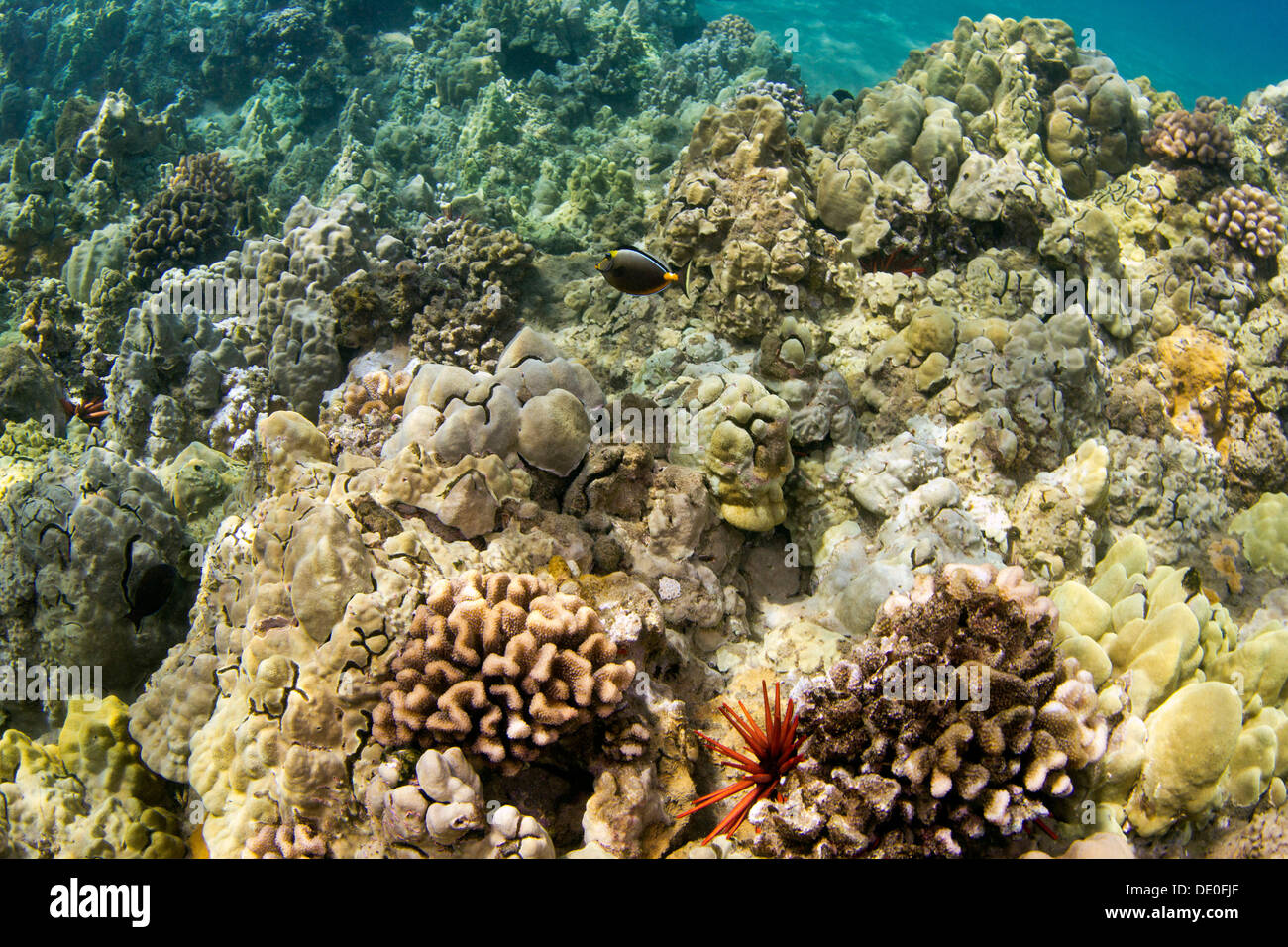 Tropischen Riff, Wailea Beach, Maui, Hawaii, USA Stockfoto