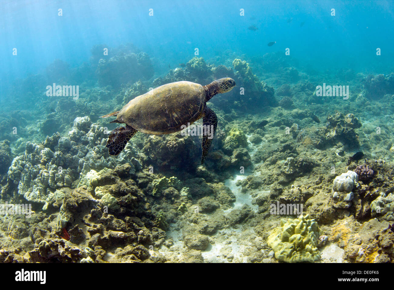 Grüne Meeresschildkröte (Chelonia Mydas), Wailea Beach, Maui, Hawaii, USA Stockfoto