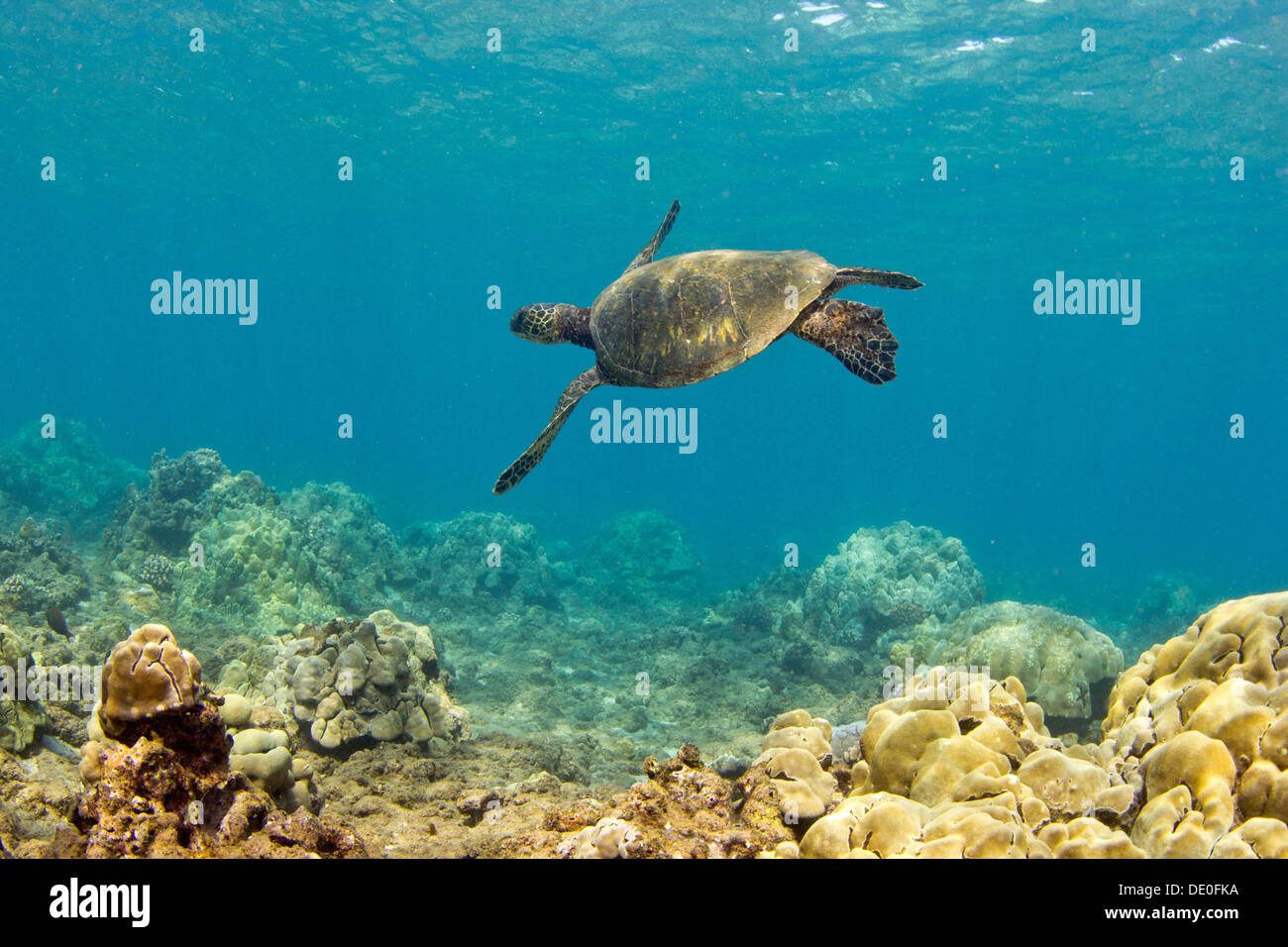 Grüne Meeresschildkröte (Chelonia Mydas), Wailea Beach, Maui, Hawaii, USA Stockfoto
