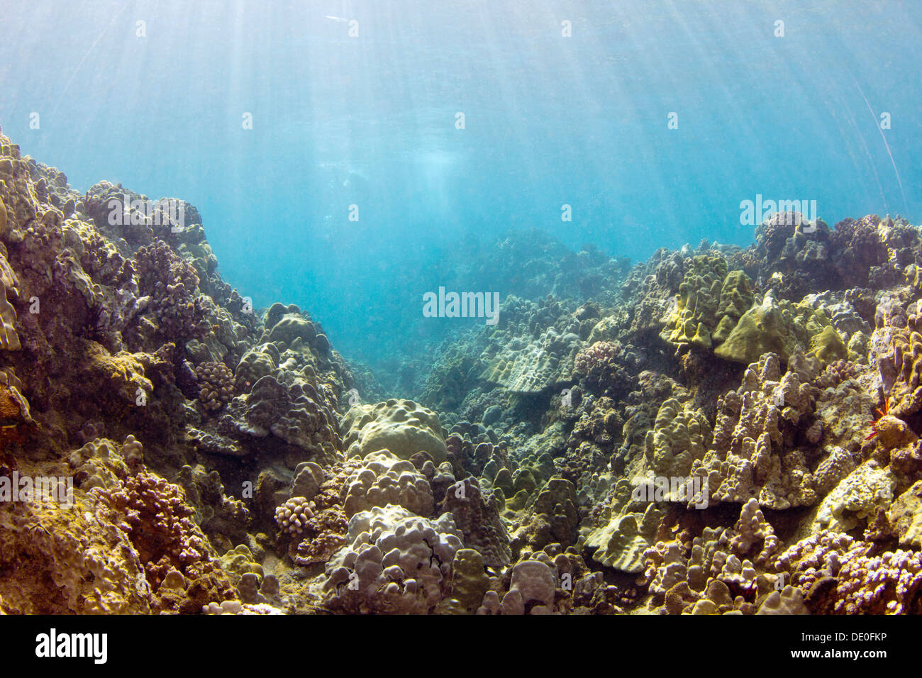 Tropischen Riff mit einem verwilderten Lava-Kanal, Wailea Beach, Maui, Hawaii, USA Stockfoto