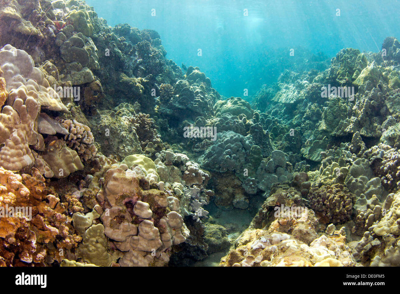 Tropischen Riff mit einem verwilderten Lava-Kanal, Wailea Beach, Maui, Hawaii, USA Stockfoto