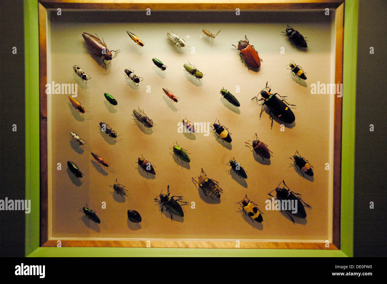 Verschiedenen Prachtkäfer oder metallischen Holz-langweilig Käfer (Buprestidae), klicken Sie auf Käfer (Elateridae) in einer Vitrine, Insekt Ausstellung Stockfoto