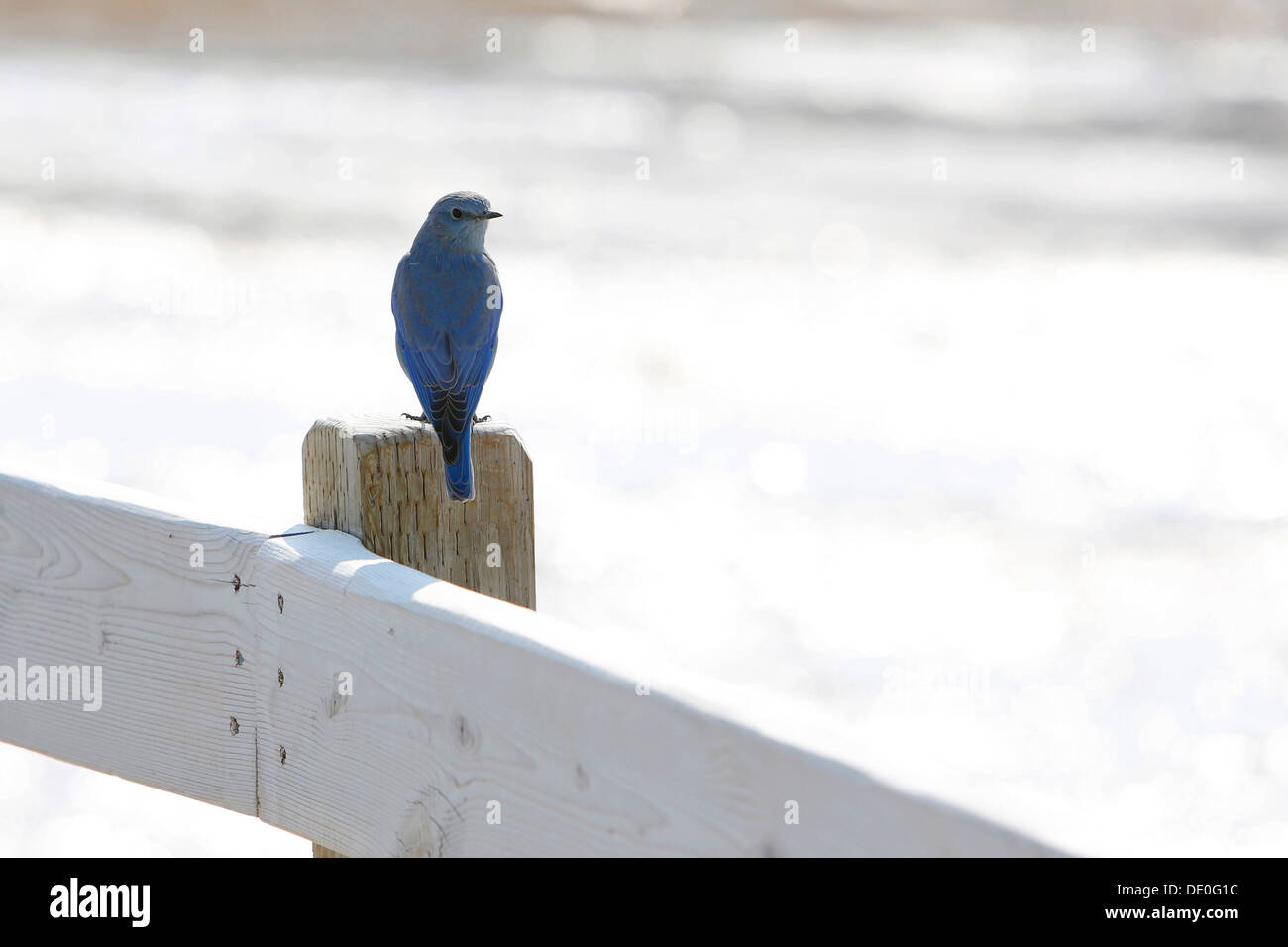Mountain Bluebird (Sialia Currucoides), Old Faithful, Yellowstone Nationalpark, Wyoming, USA Stockfoto