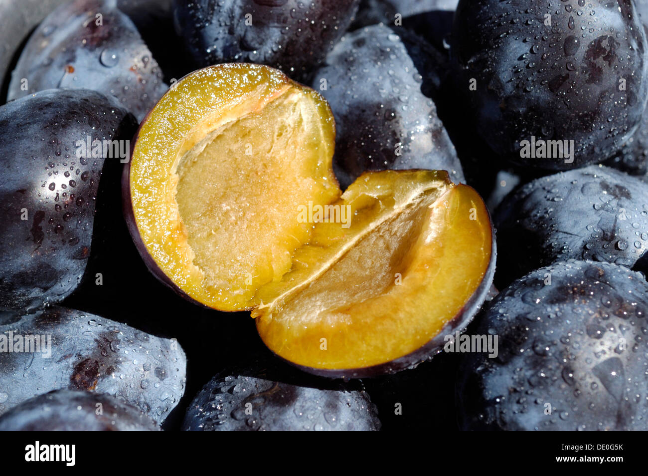 In Scheiben geschnittene Pflaumen (Prunus Domestica) Stockfoto