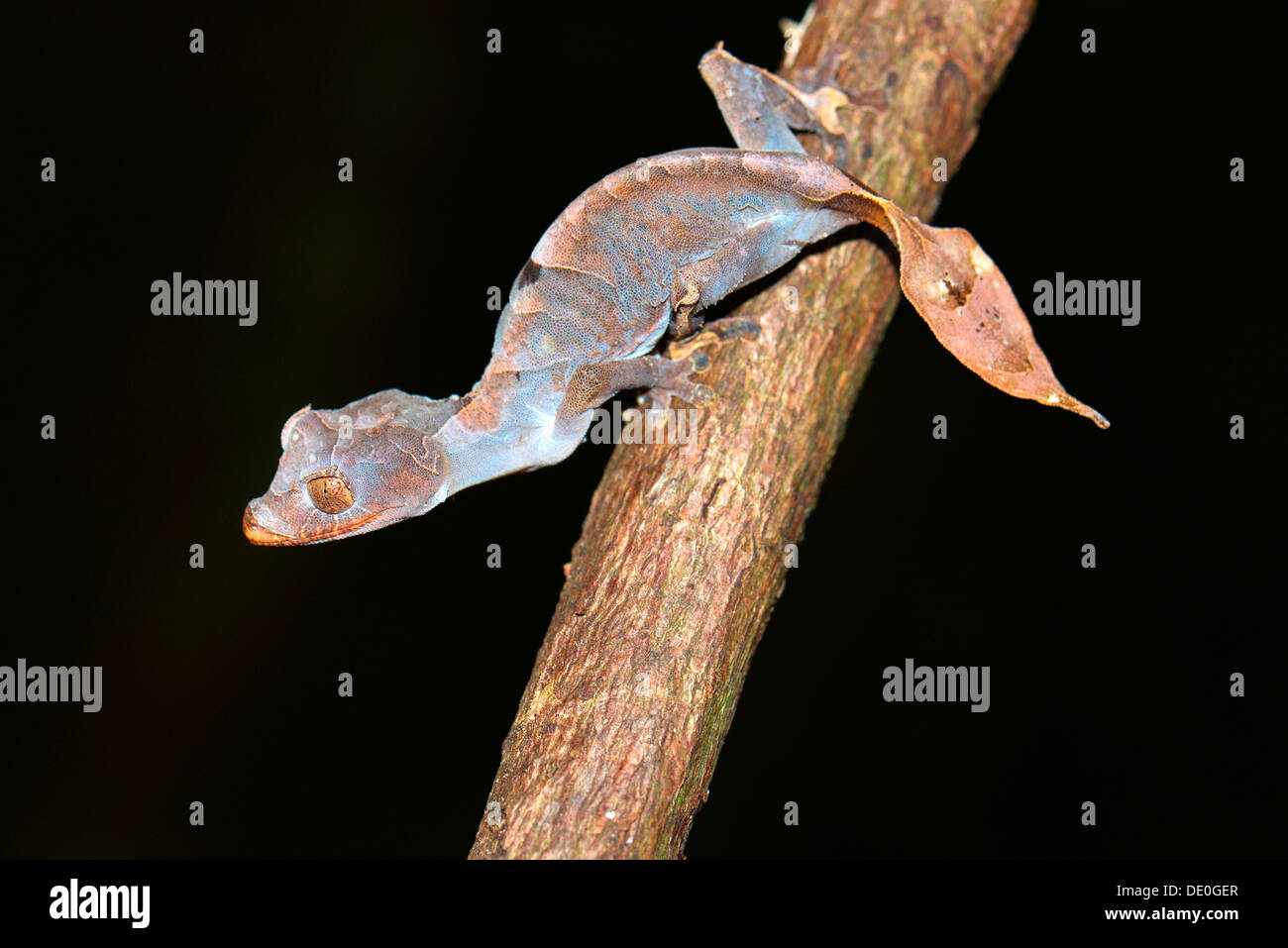 Blatt-tailed Gecko (Uroplatus Ebenaui SSP.) Stockfoto