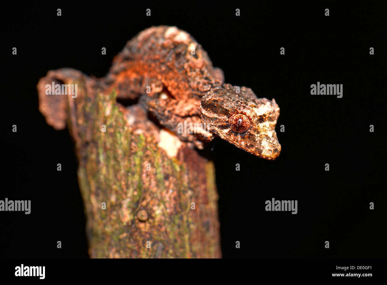 Blatt-tailed Gecko (Uroplatus Alluaudi) Stockfoto