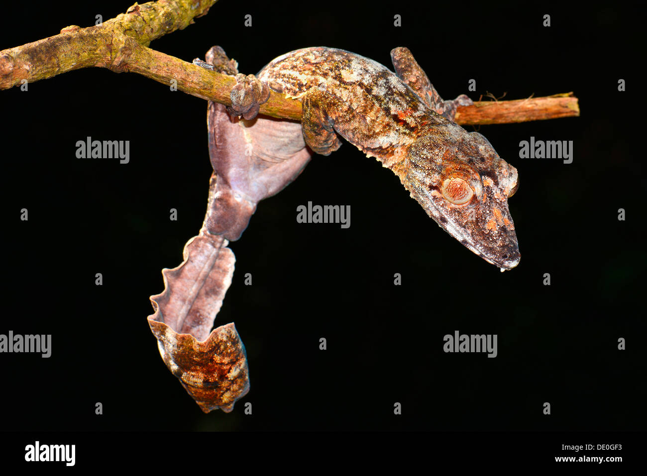 Blatt-tailed Gecko (Uroplatus Giganteaus) Stockfoto