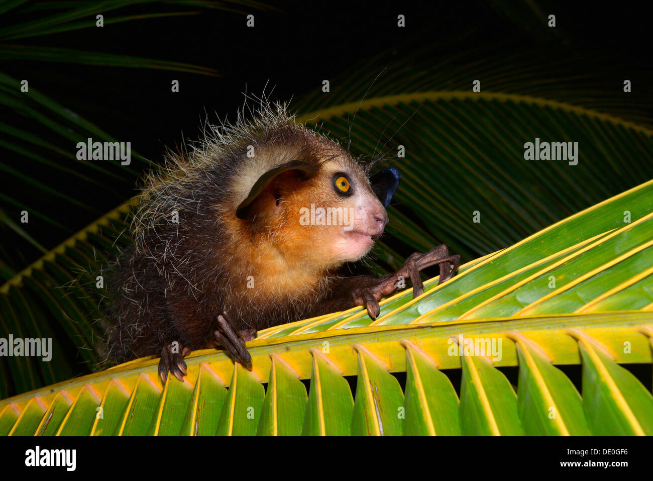 Aye-Aye (Daubentonia Madagascariensis) auf einem Palmwedel Stockfoto