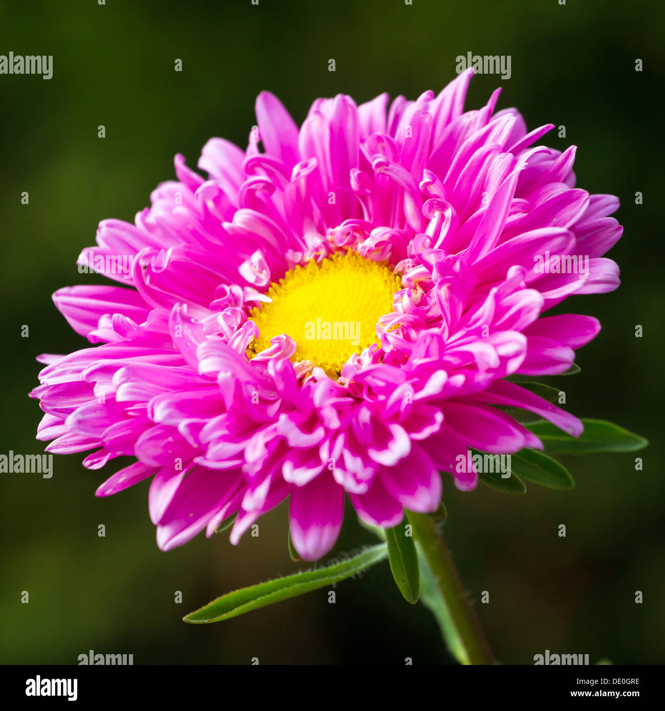 Rosa Chrysantheme Blume closeup Stockfoto