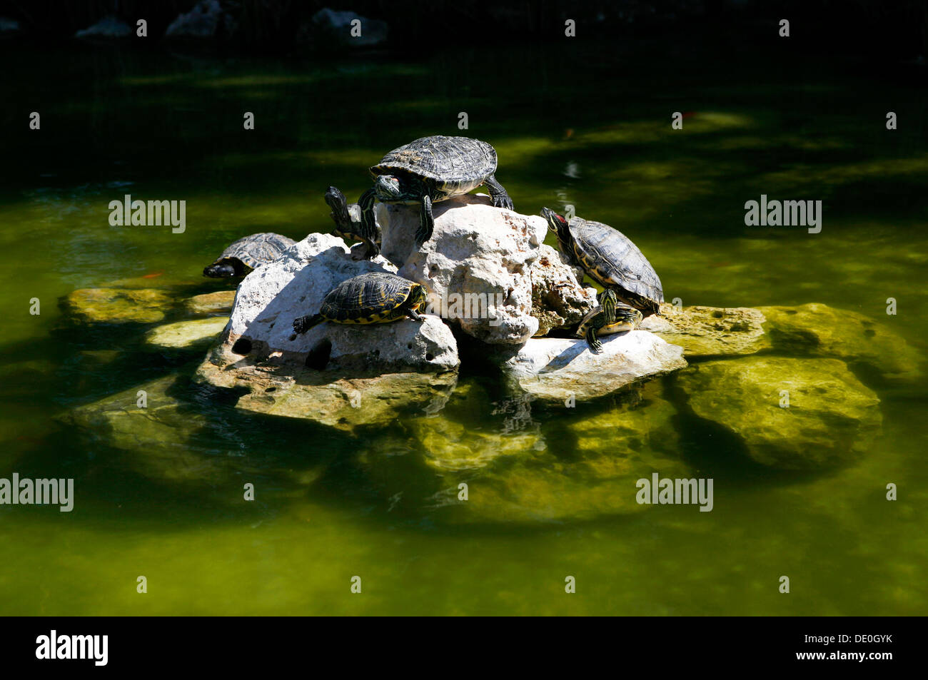 Rotwangen-schmuckschildkröte (trachemys scripta elegans) Stockfoto