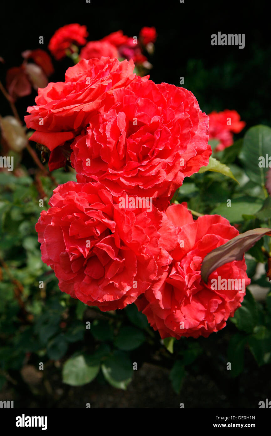 Blühende rote Rosen (Rosa) Stockfoto