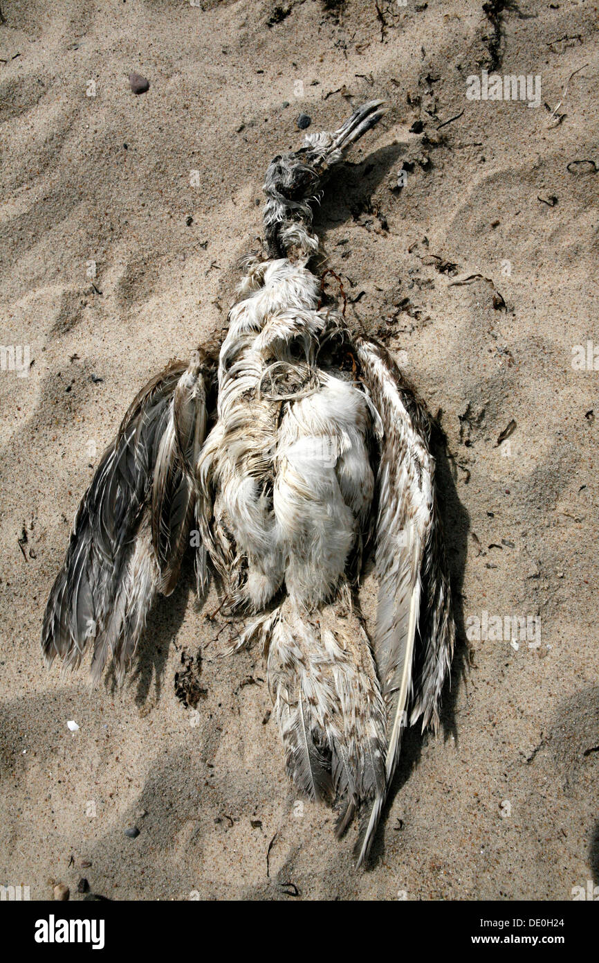 Kadaver eines toten Möwe am Strand, friedrichsort, Kiel - friedrichsort, Kiel, Ostsee, Schleswig- Holstein Stockfoto