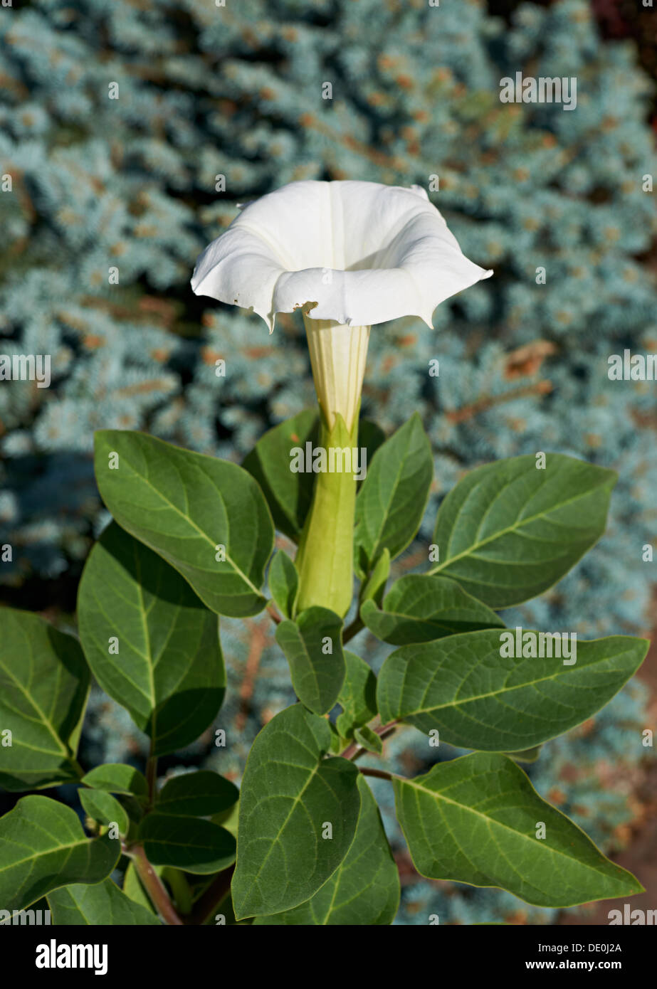 Blüte Datura stramonium Stockfoto