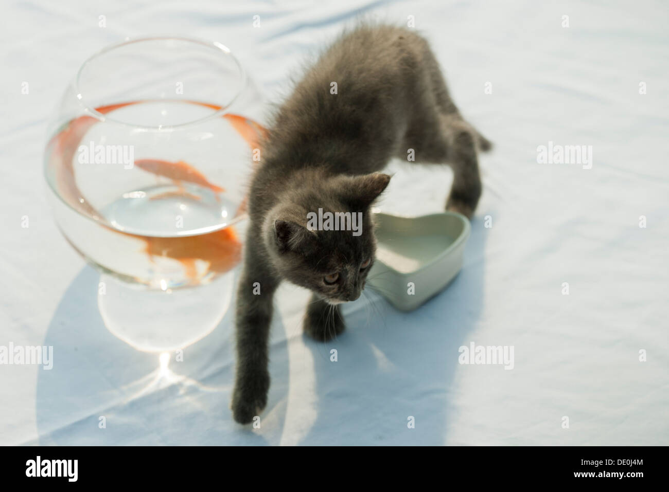 Kätzchen, die zu Fuß in der Nähe von Goldfischglas Stockfoto