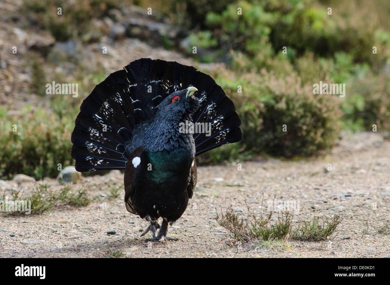 Männlichen Auerhahn auf Waldweg Stockfoto