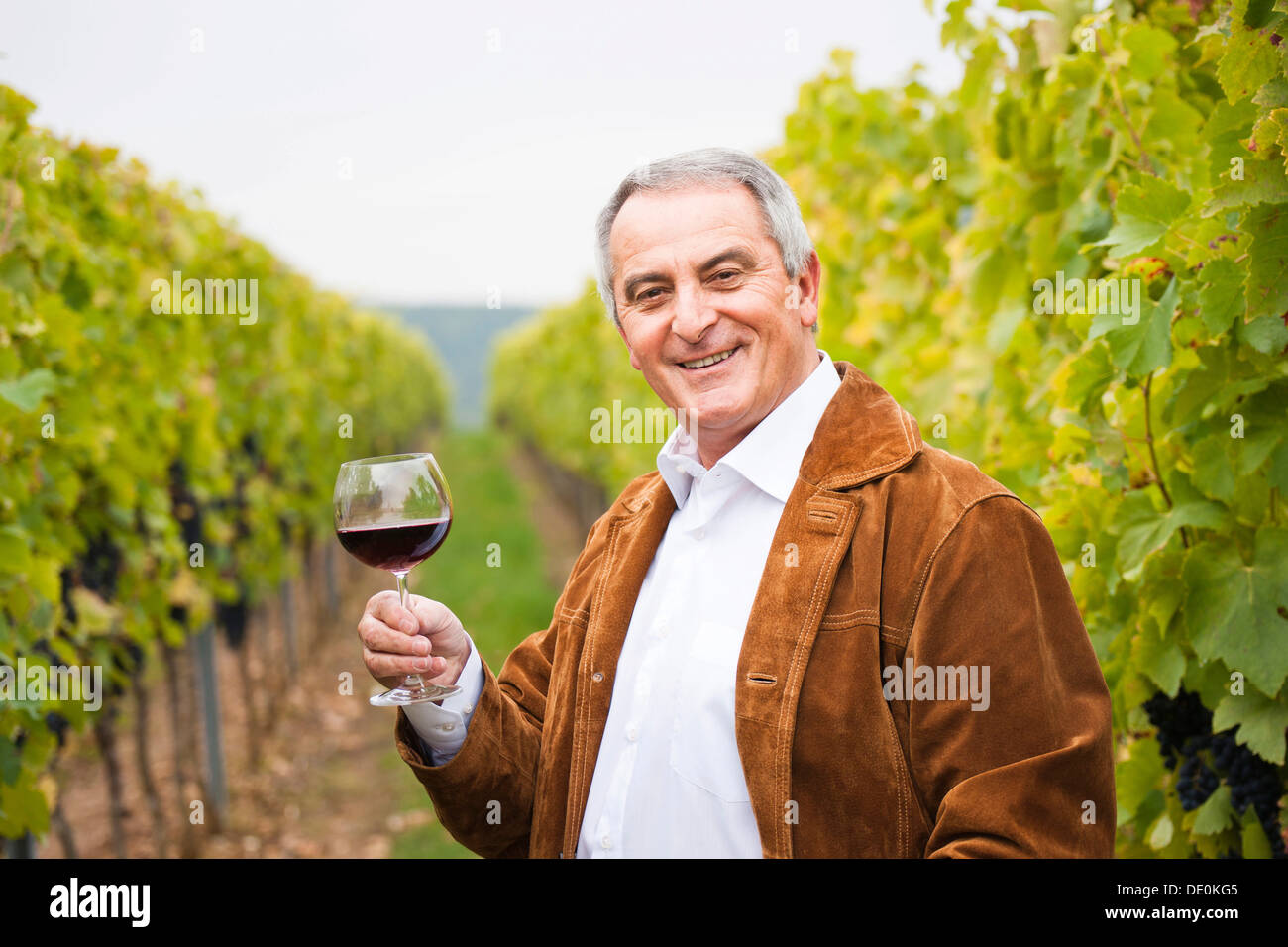 Winzer oder Winzer stehen mit einem Glas Rotwein in seinem Weinberg, Rheinland-Pfalz Stockfoto