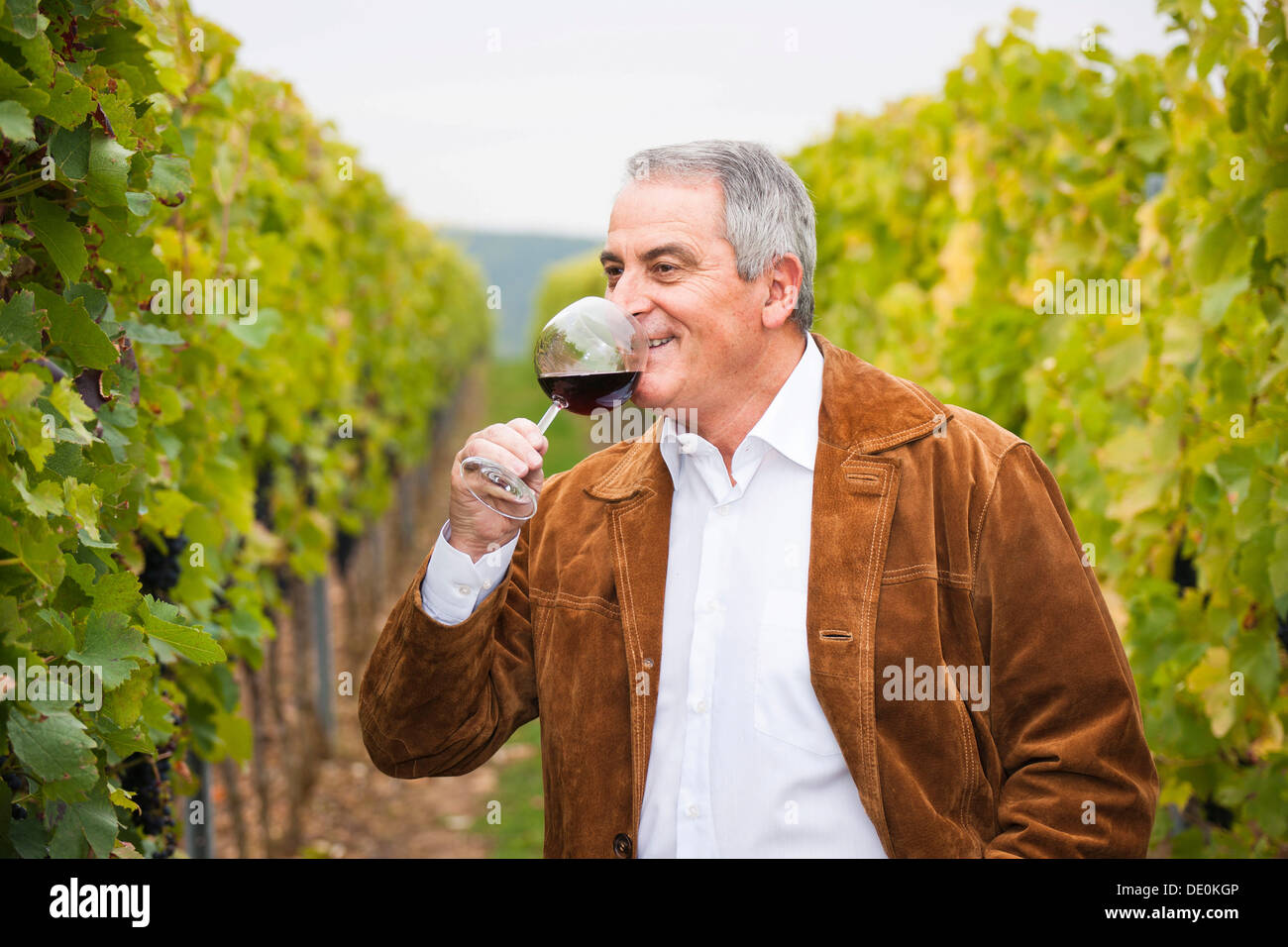 Winzer oder Winzer stehen mit einem Glas Rotwein in seinem Weinberg, Rheinland-Pfalz Stockfoto