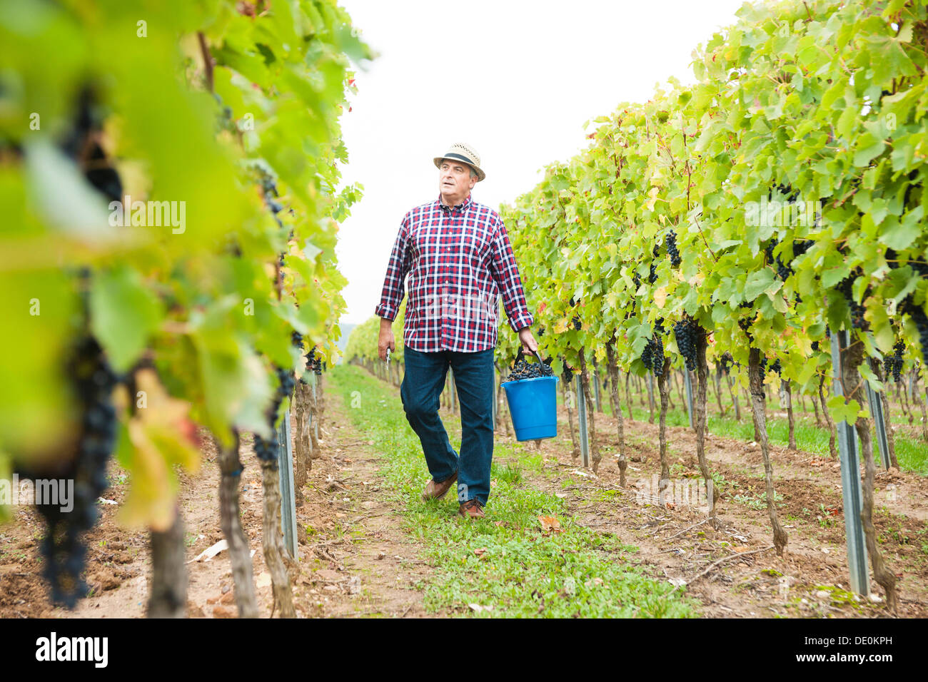 Winzer oder Winzer, die Ernte der Trauben im Weingarten, Rheinland-Pfalz Stockfoto