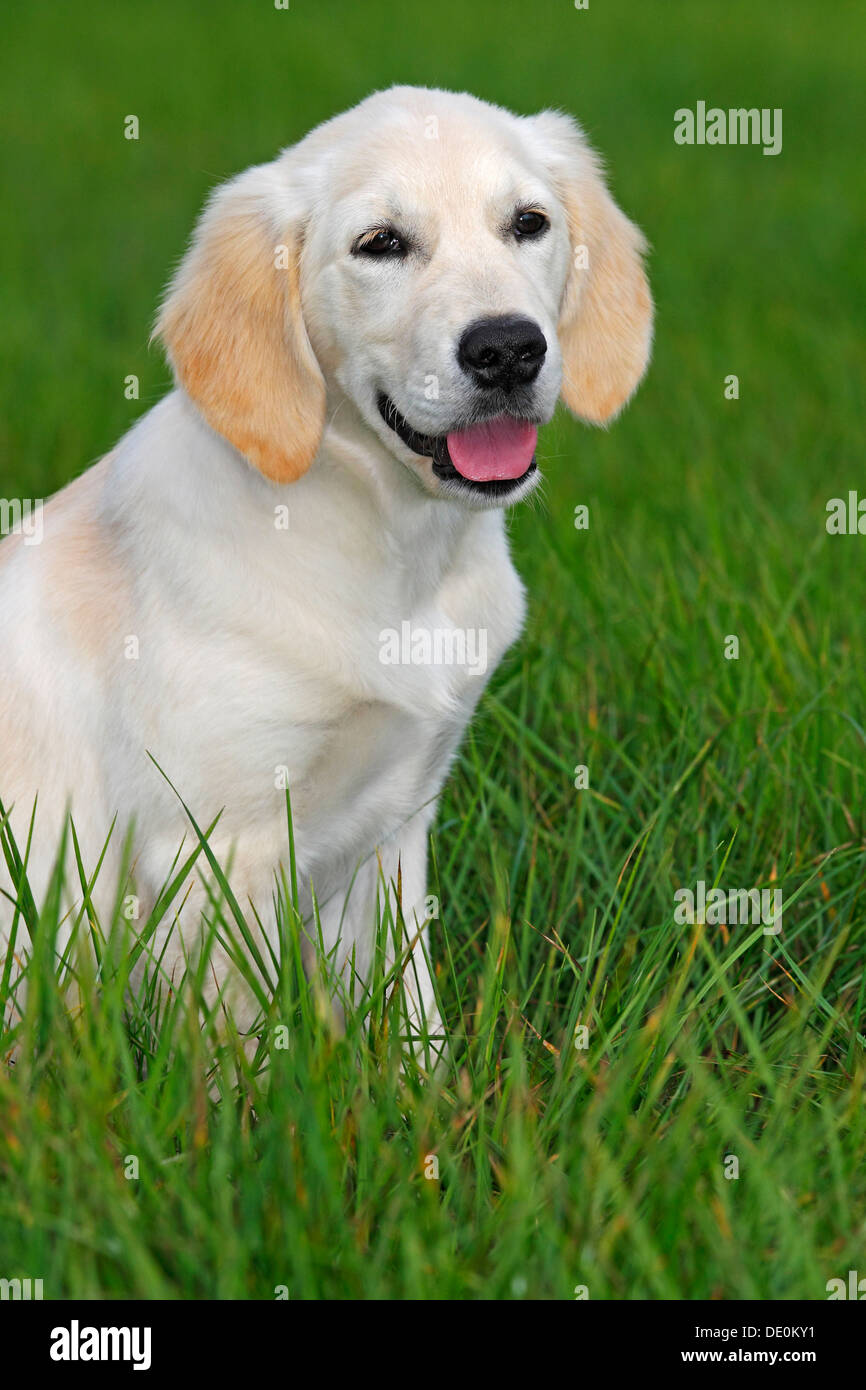 Golden Retriever (Canis Lupus Familiaris) Welpe, drei Monate, über eine Wiese laufen Stockfoto