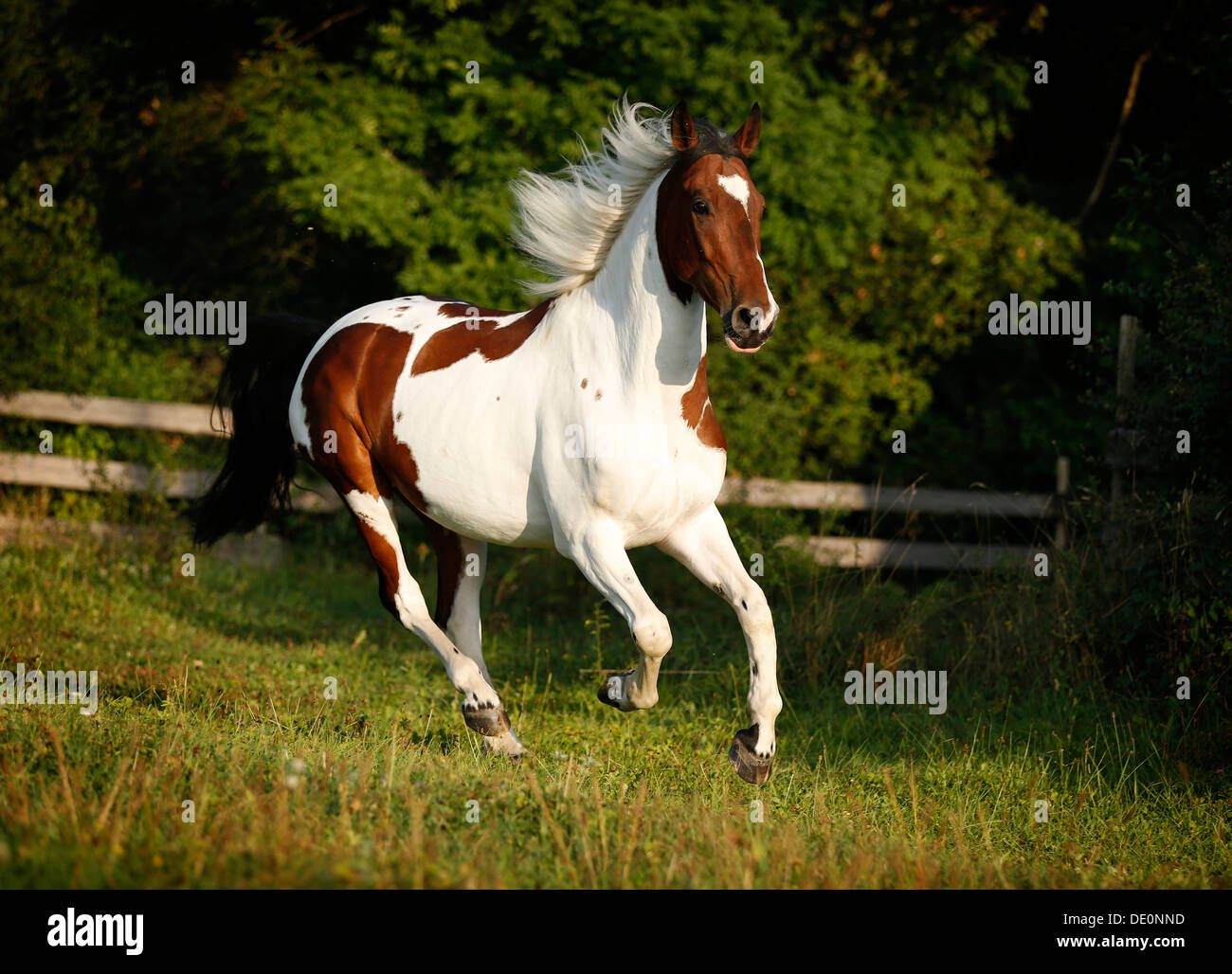 Wiekopolska, Wallach, Skewbal Pferd im Galopp über eine Wiese Stockfoto