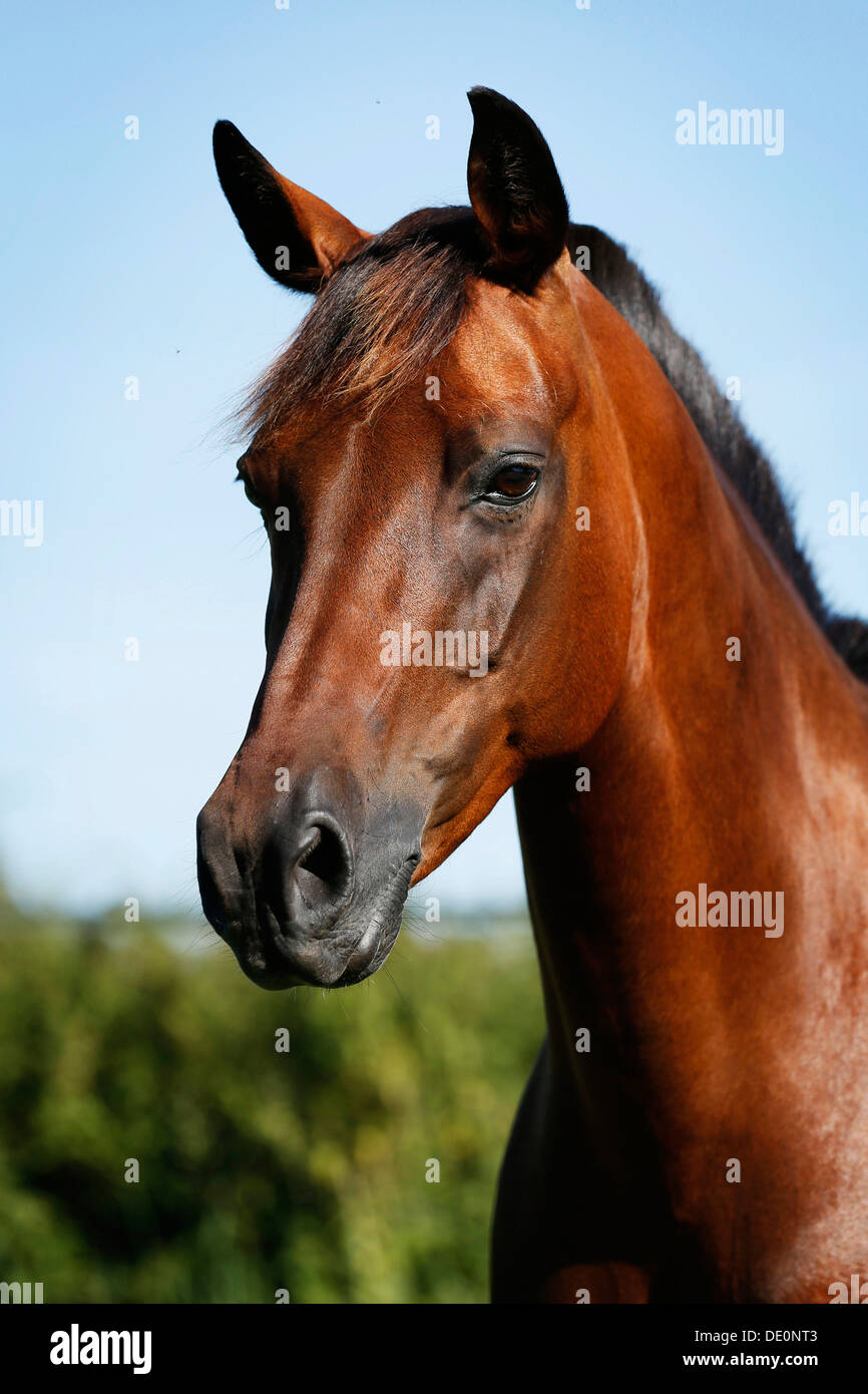 Kleinpferderassen -Fotos und -Bildmaterial in hoher Auflösung – Alamy