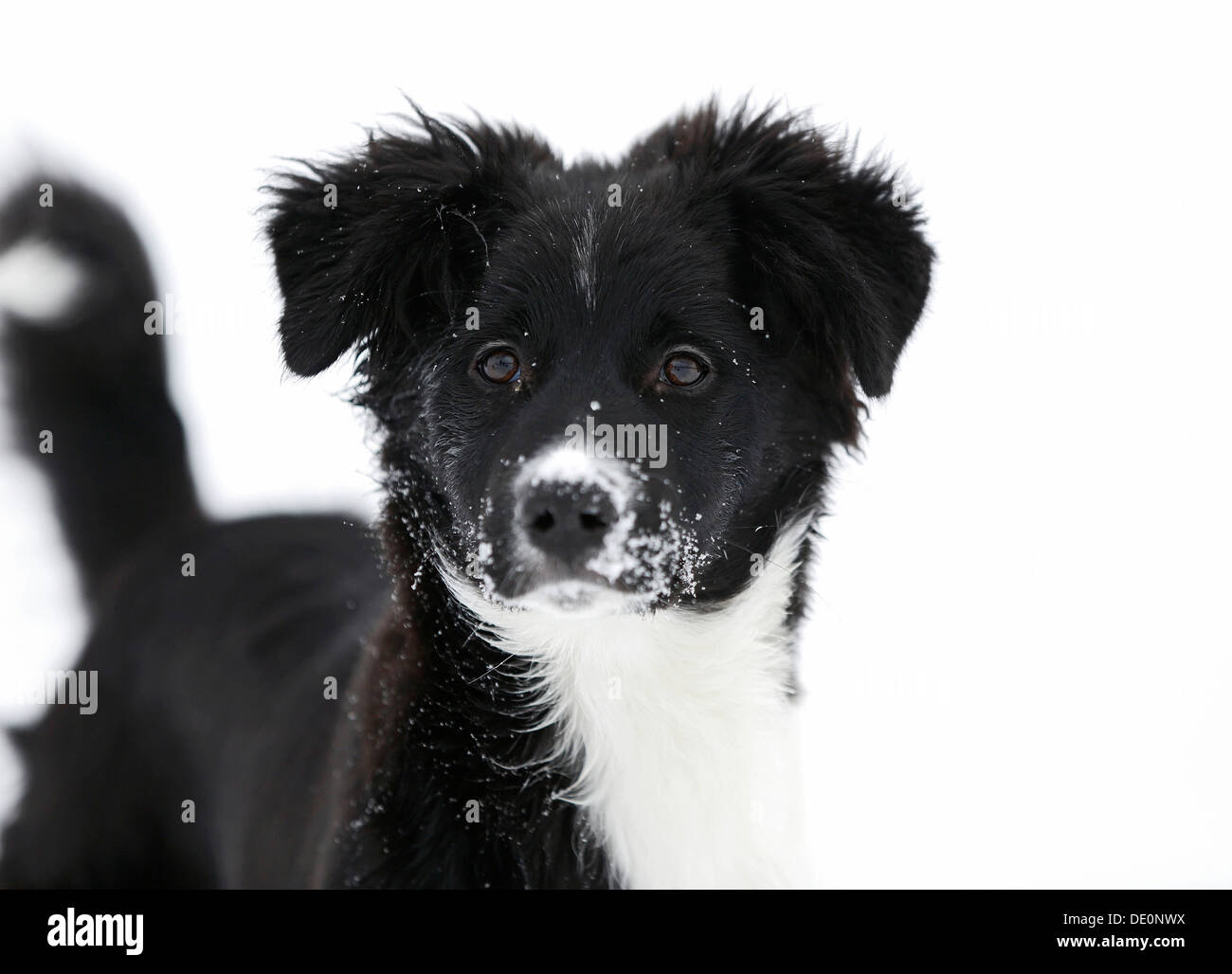 Border Collie Welpen, 4 Monate, im Schnee Stockfoto