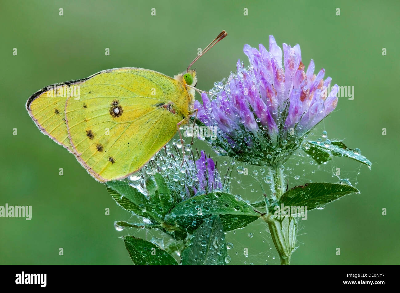 Die gemeinsame oder getrübt Schwefel Schmetterling Colias Philodice Rotklee mit taufrischen Spinnweben E USA bedeckt Stockfoto