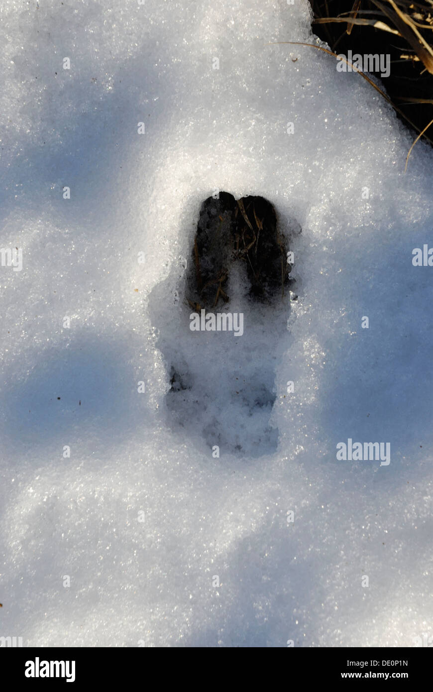 Spiel Track verfolgen Rehe im Schnee Stockfoto