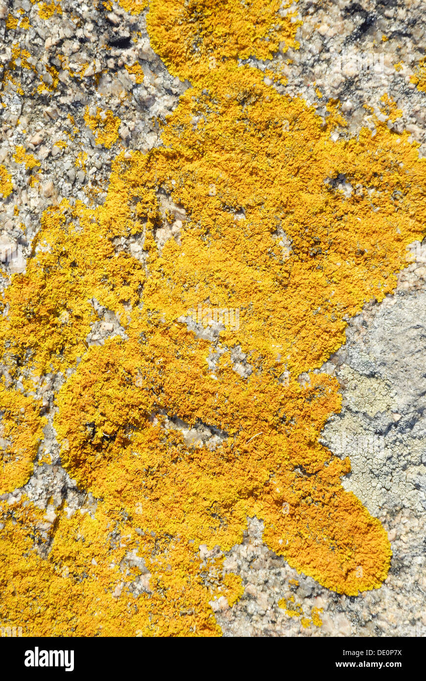 Schwefel-Flechten auf Granit Felsen, Capo Testa, Sardinien, Italien, Europa Stockfoto