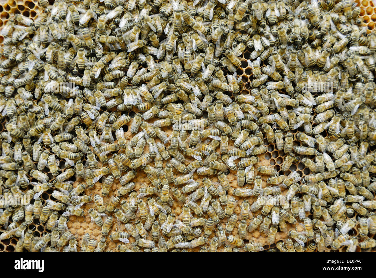 Arbeitsbienen auf versiegelten Brutwabe Stockfoto