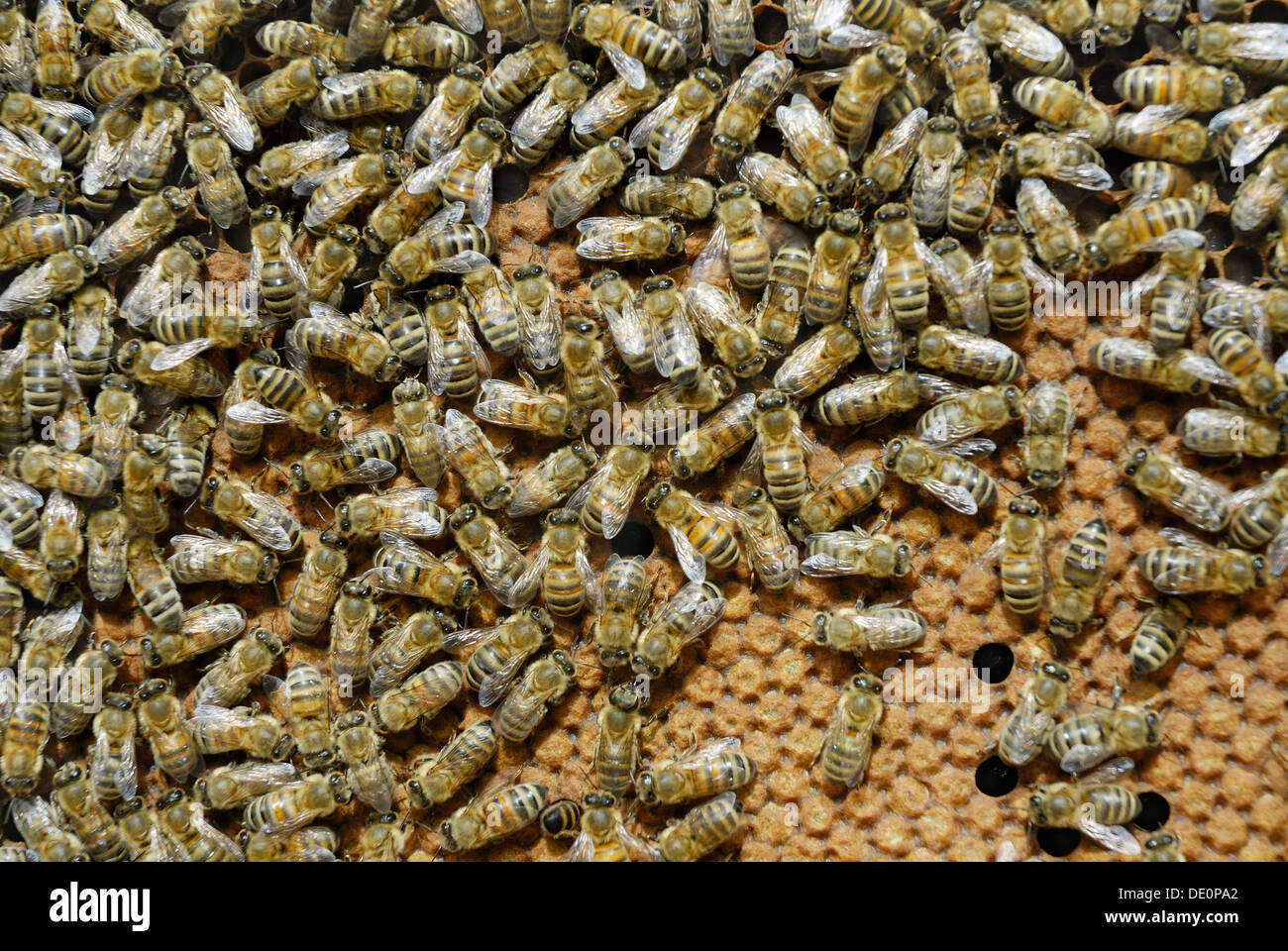 Arbeitsbienen auf versiegelten Brutwabe Stockfoto