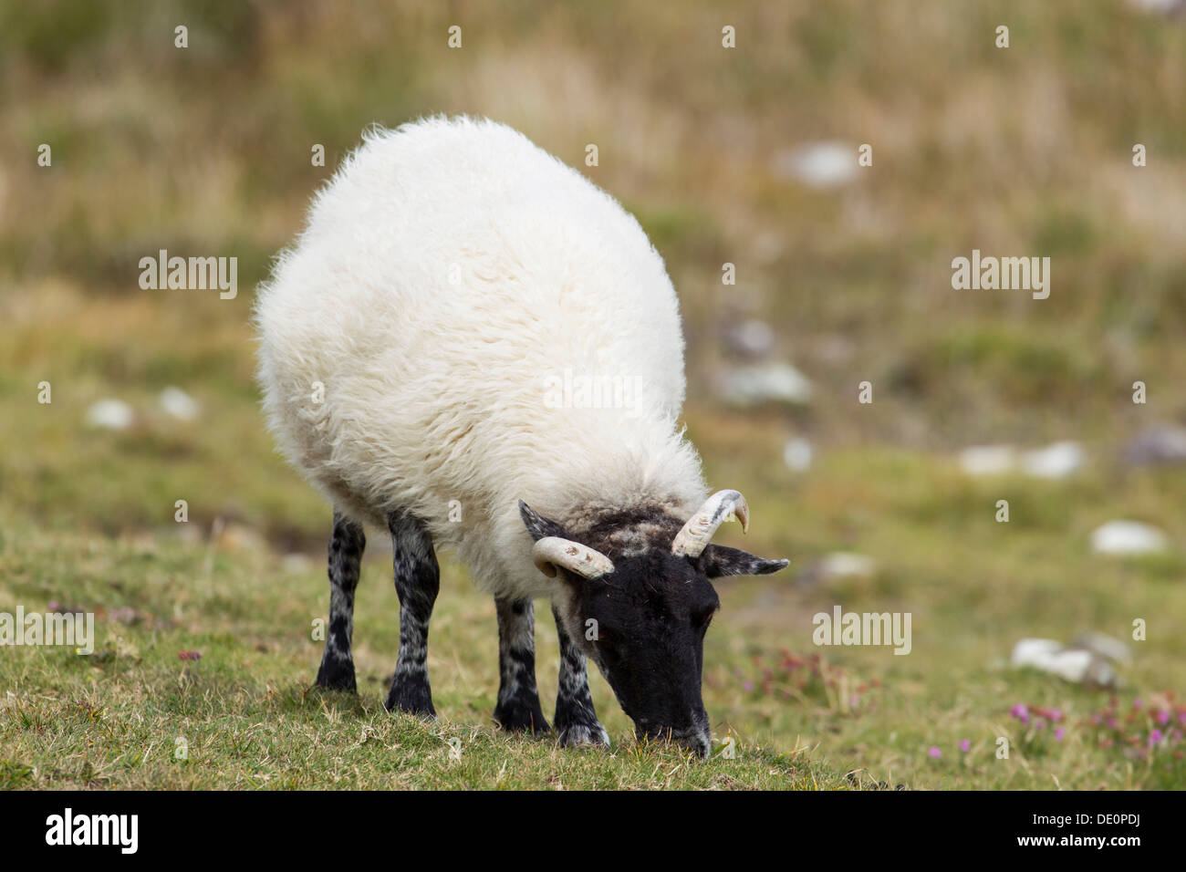 Schafe, Beara Halbinsel, Cork, Irland, Europa Stockfoto