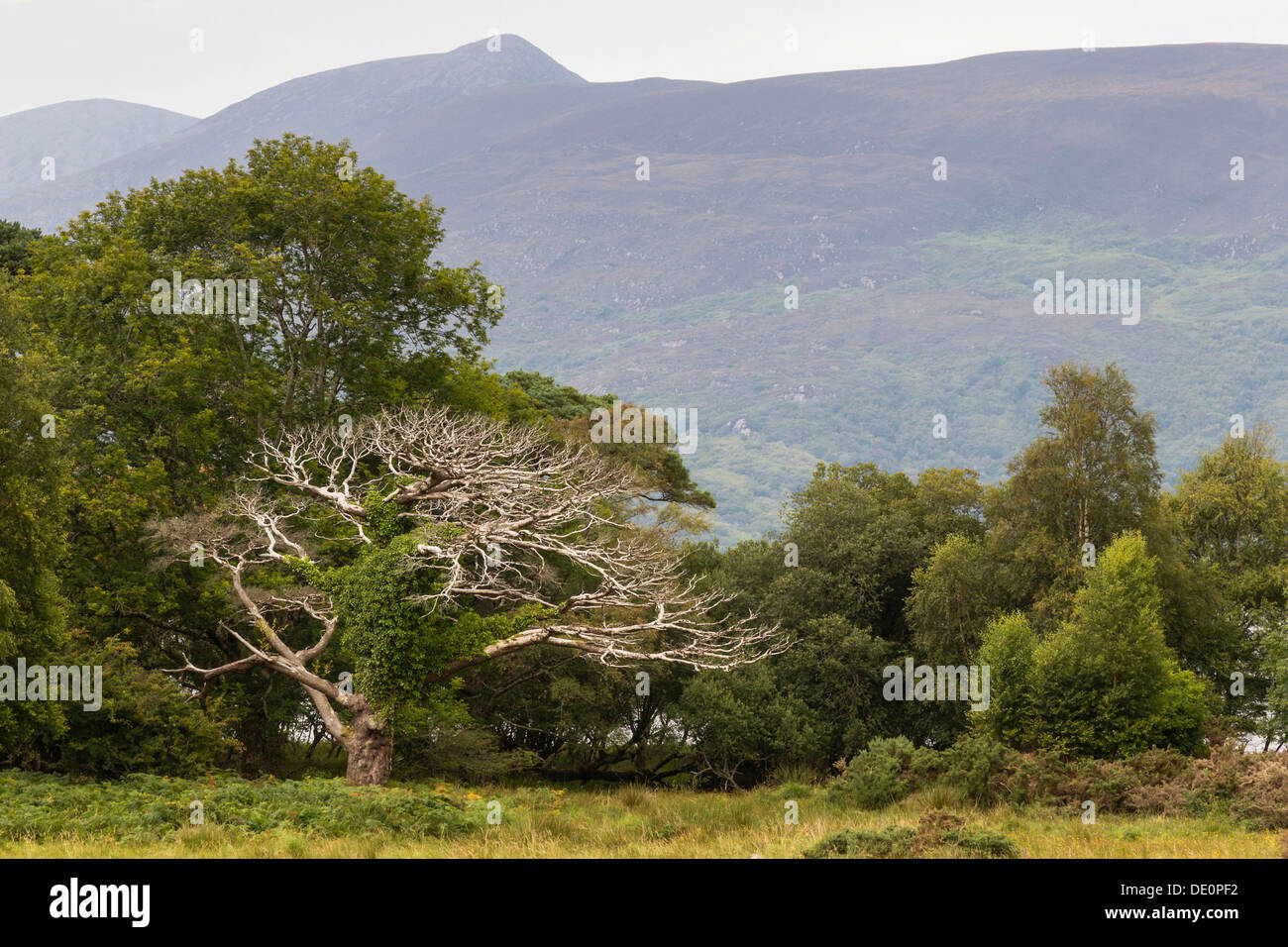 Nationalpark Killarney, Killarney, County Kerry, Irland, Europa Stockfoto