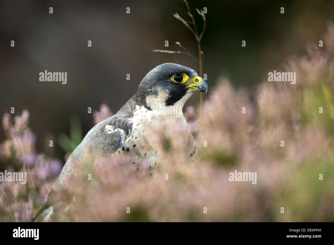 Wanderfalke, Falco Peregrinus, ruht im Heidekraut auf Moorland, Yorkshire, Großbritannien. Gefangener Vogel. Stockfoto