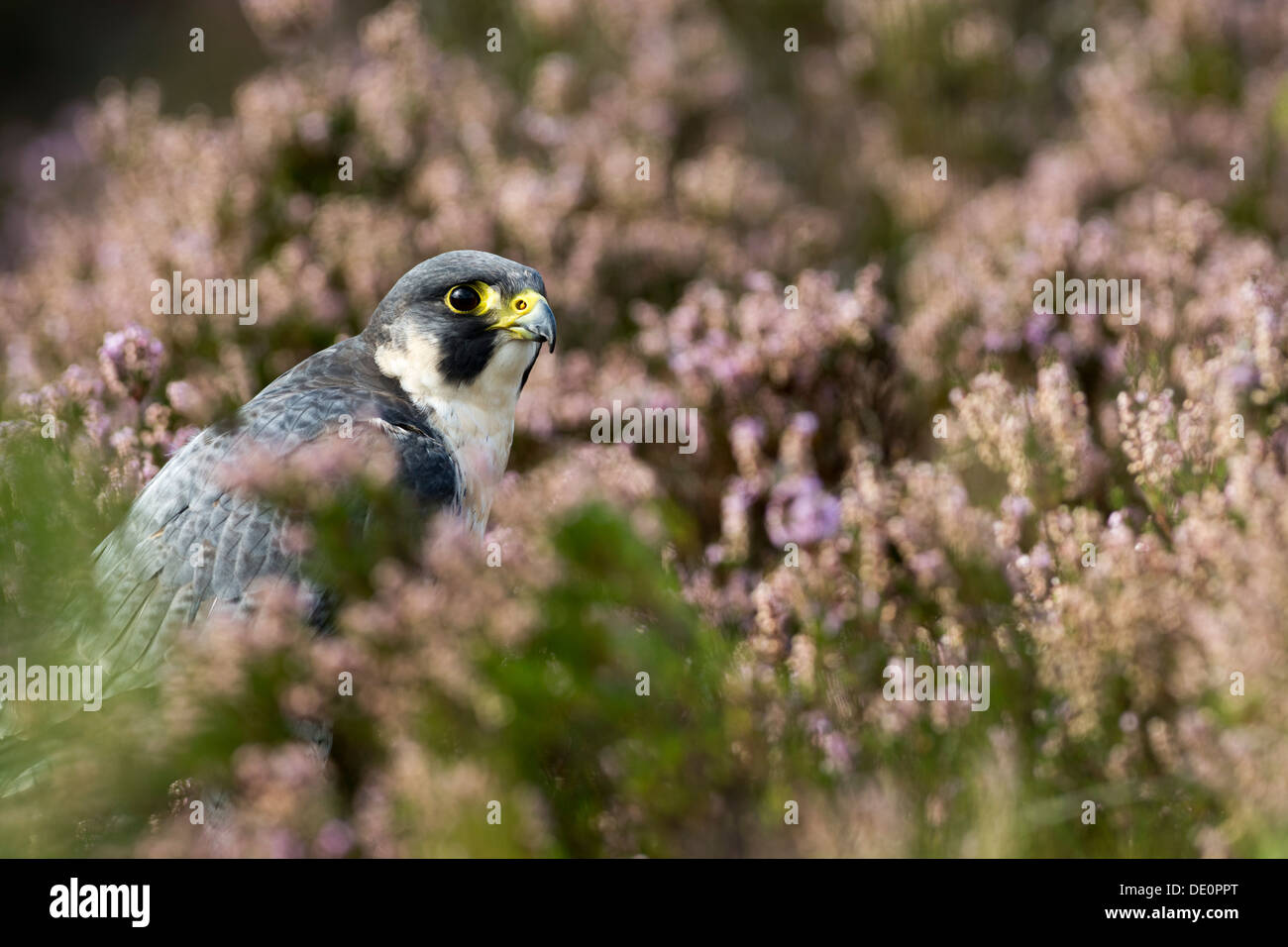 Wanderfalke, Falco Peregrinus, ruht im Heidekraut auf Moorland, Yorkshire, Großbritannien. Gefangener Vogel. Stockfoto