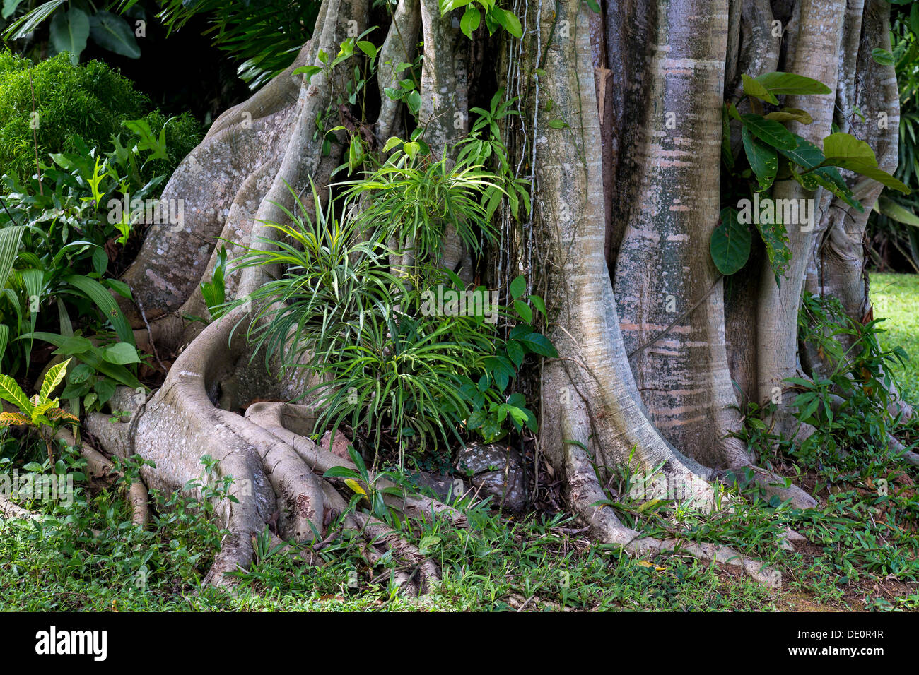Tropische vegetation Stockfoto