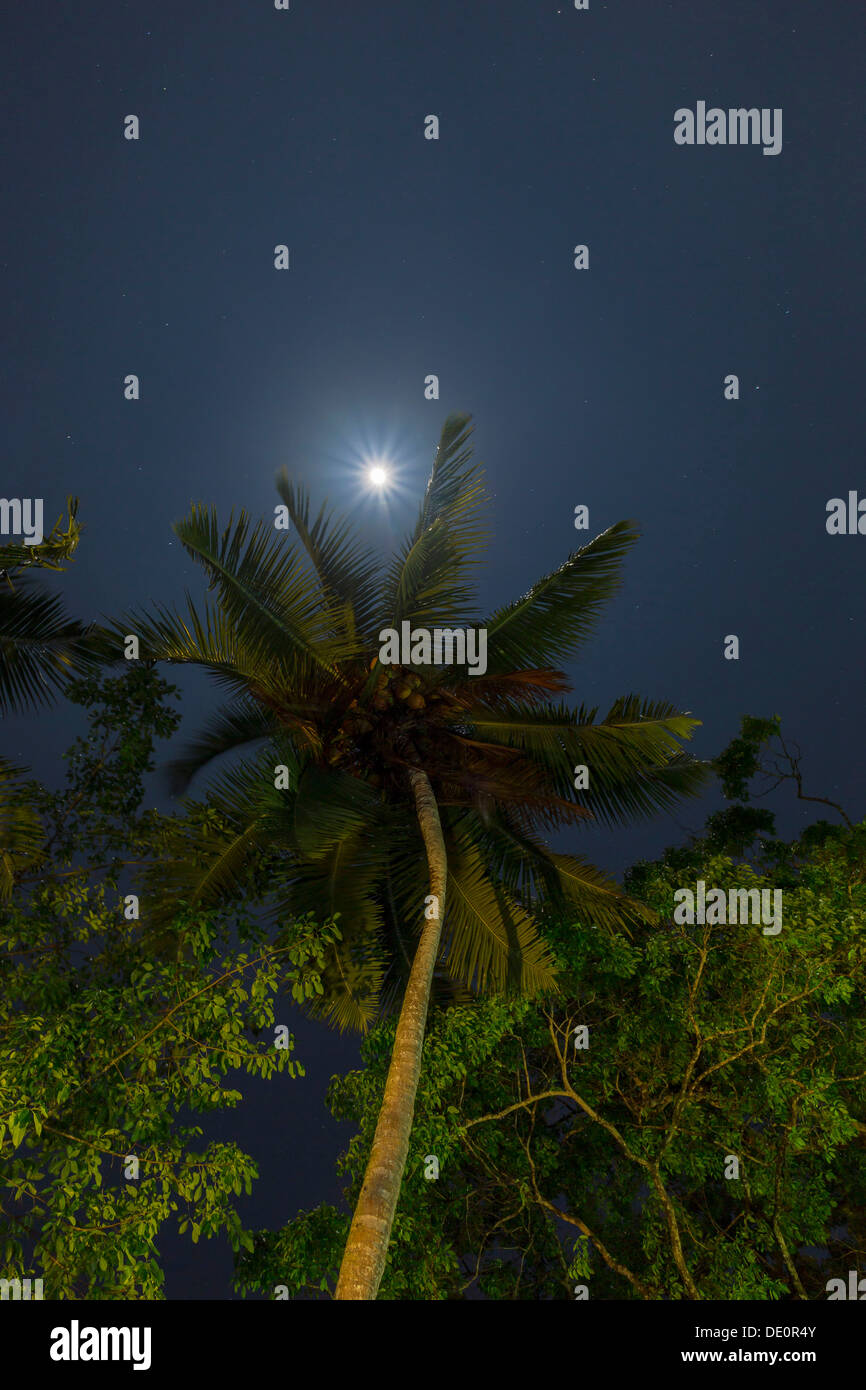 Tropischen Abendhimmel mit einer Palme Stockfoto