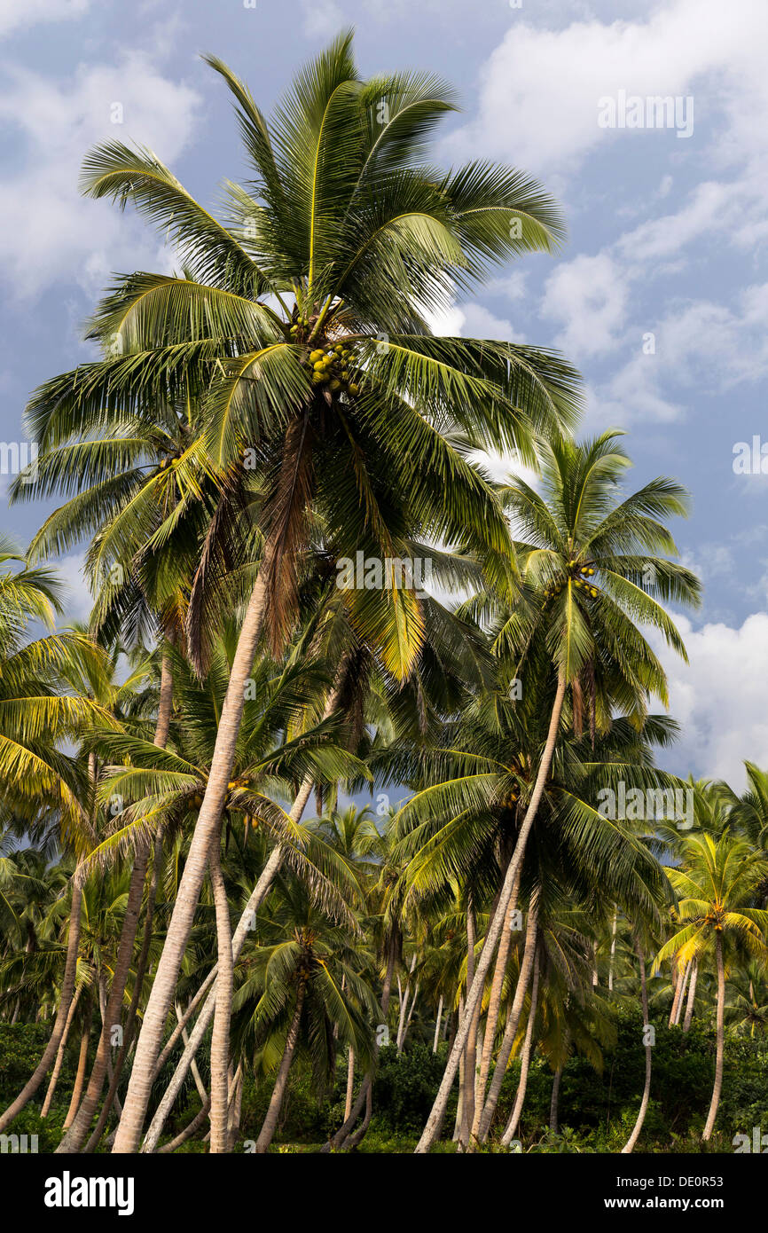 Coconut grove Stockfoto