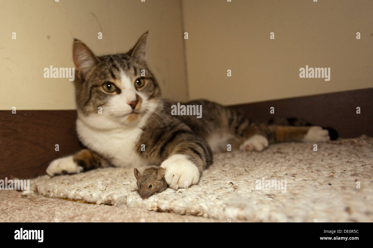 Hauskatze, Hauskatze (Felis Catus), fängt, spielt mit gemeinsamen Hausmaus (Mus Musculus) Stockfoto