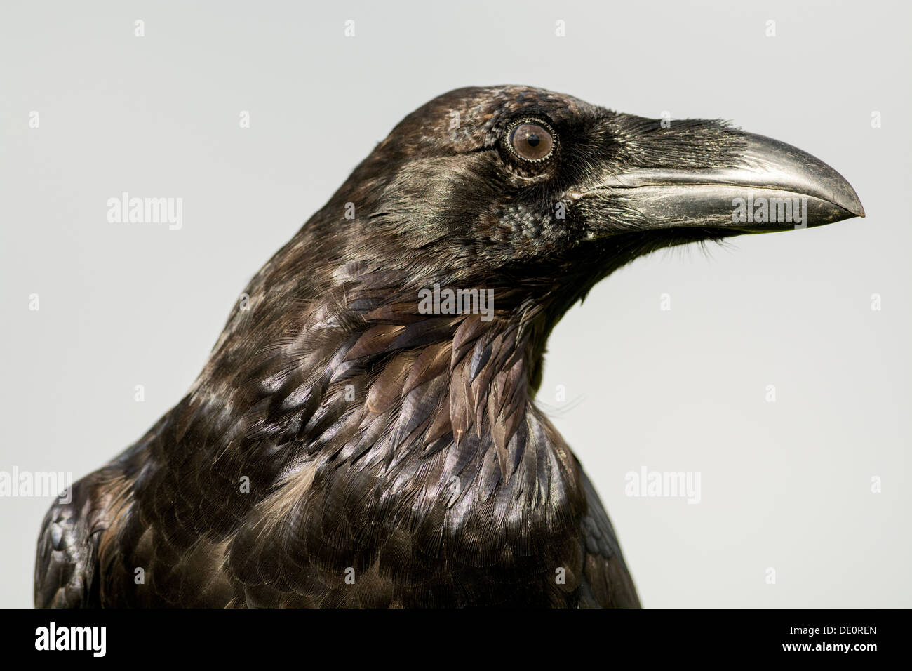 Nahaufnahme des mächtigen Kopf und Schnabel ein Rabe, Corvus Corax. Gefangener Vogel. Stockfoto