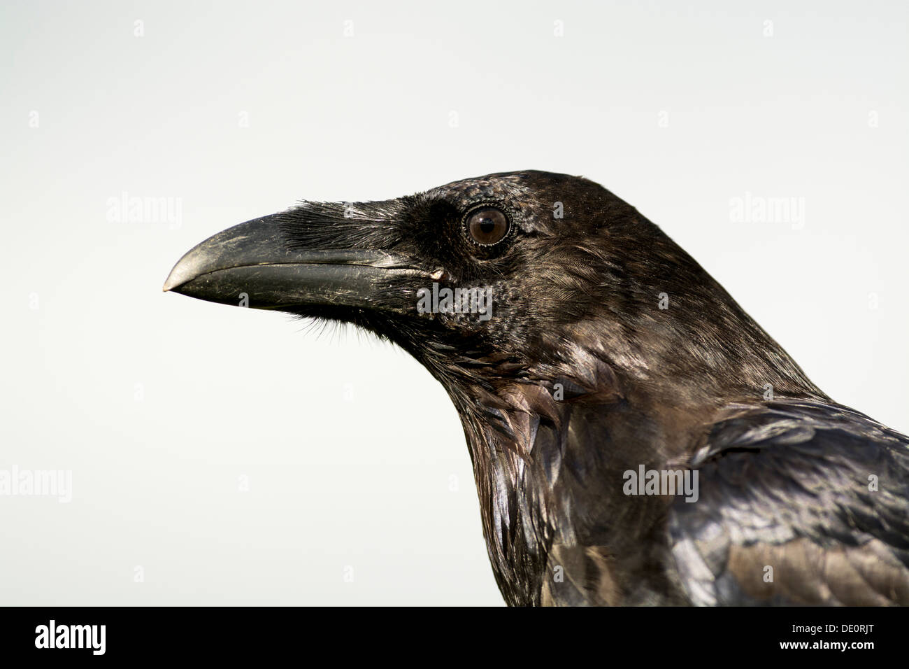 Nahaufnahme des mächtigen Kopf und Schnabel ein Rabe, Corvus Corax. Gefangener Vogel. Stockfoto