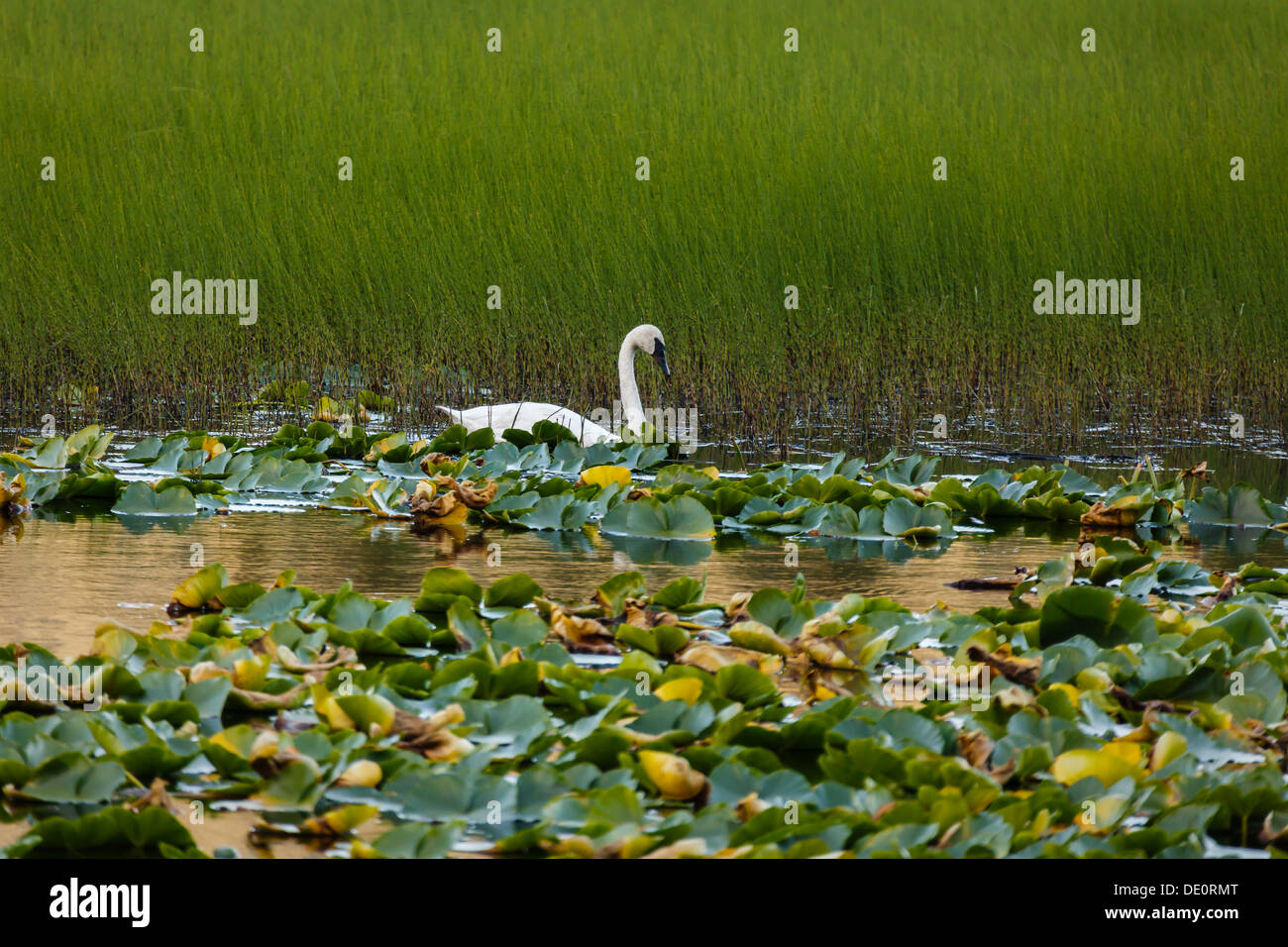 Tundra Swan Schwimmen zwischen Seerosen Tundra Teich in Alaska Stockfoto