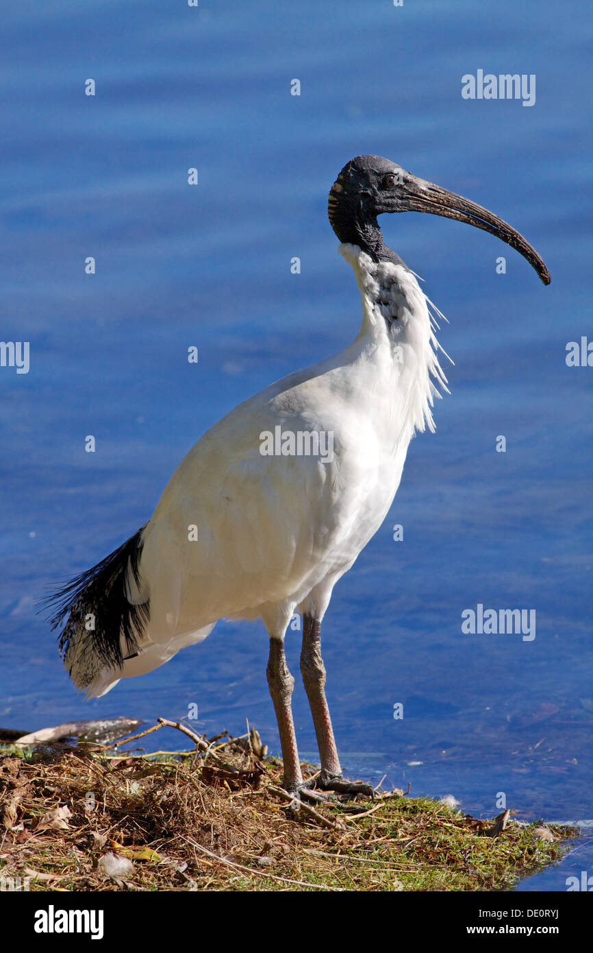 Die australischen White Ibis (Threskiornis Moluccus), ist ein waten Vogel der Ibis Familie Threskiornithidae. Stockfoto