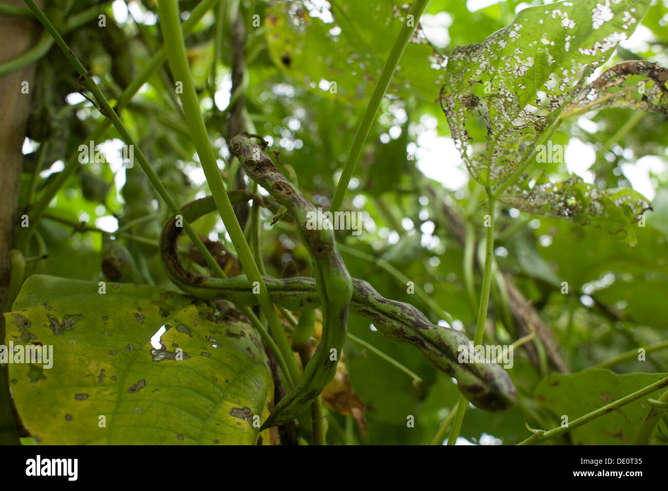 Klapperschlange Pfostenbohnen sind Anzeichen von Schädlingsbefall gegen Ende des Sommers. Stockfoto