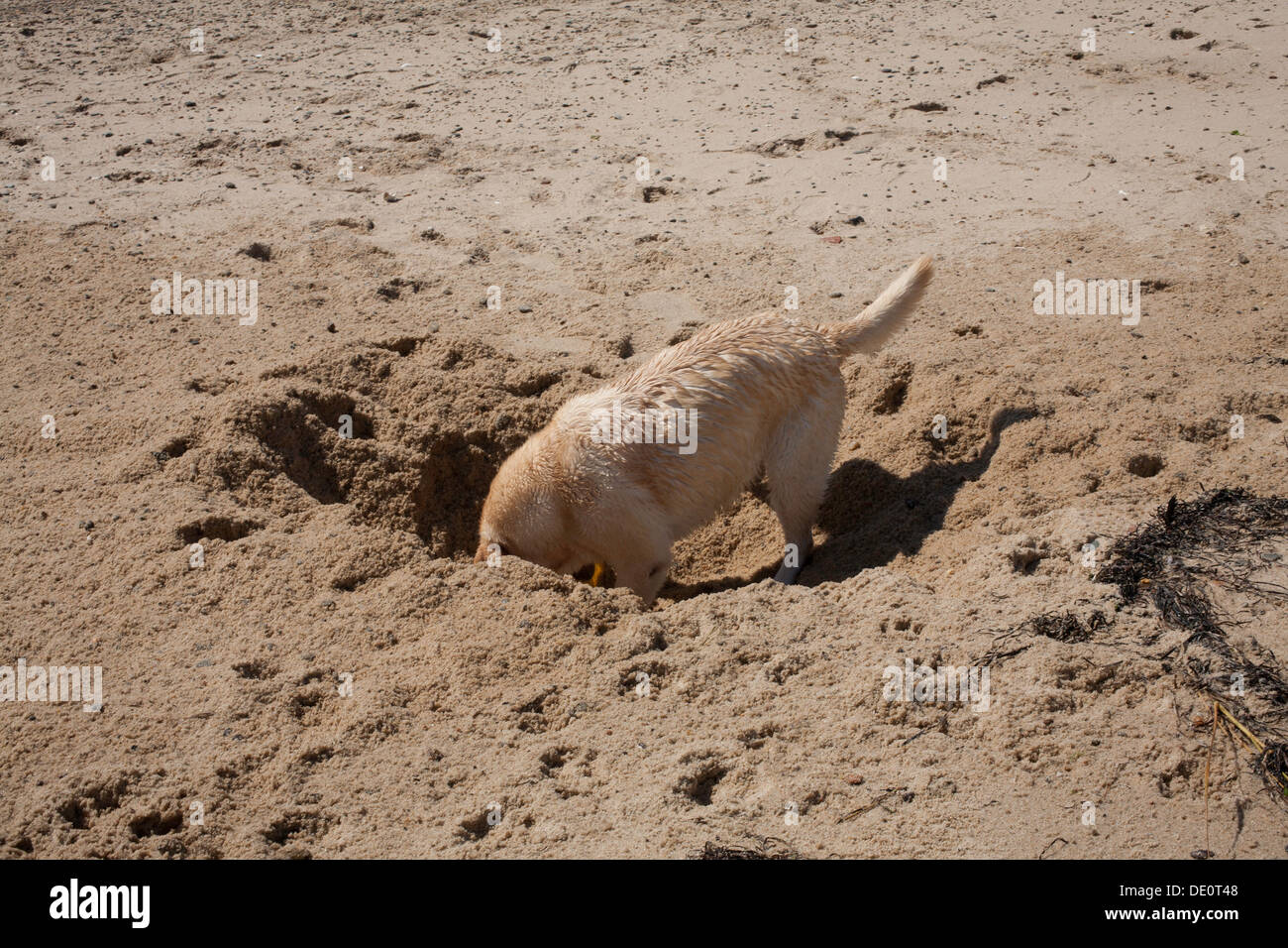 Ein entschlossene gelber Labrador Hund gräbt im nassen Sand in Provincetown, Massachusetts an einem Sonntagmorgen. Stockfoto