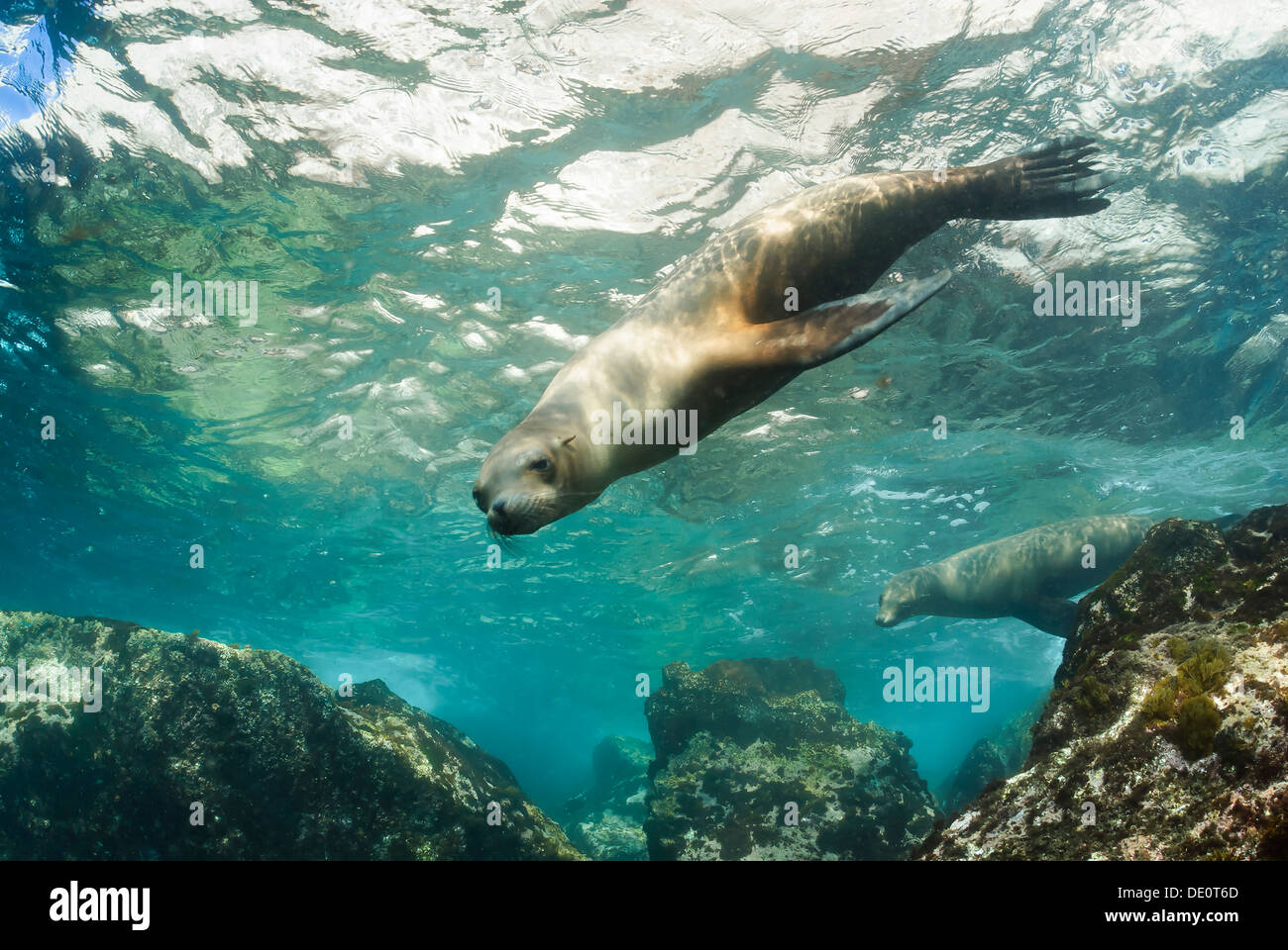 Kalifornien Seelöwen, Zalophus Californianus, Sea of Cortez, Zwerchfell-Inseln, Mexiko, Pazifik Stockfoto
