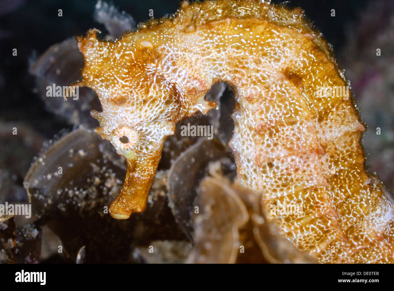 Pazifische Seepferdchen, Hippocampus Ingens, Sea of Cortez, Mexiko, Pazifik Stockfoto